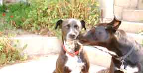 dogs lick