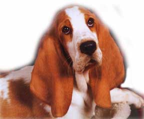 original basset photo