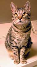cooper cat photo original