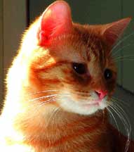 original max cat photo